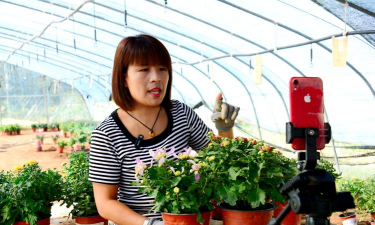 家庭养花用生根粉