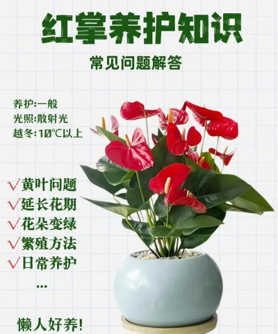 做生意养花寓意