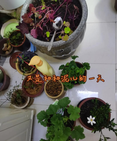 家庭养花用生根粉