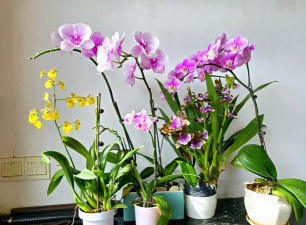 家庭养花用生根粉