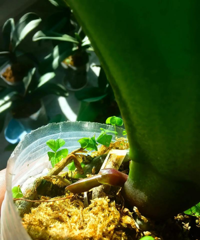 家庭养花用生根粉