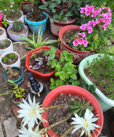 家庭养花用生根粉