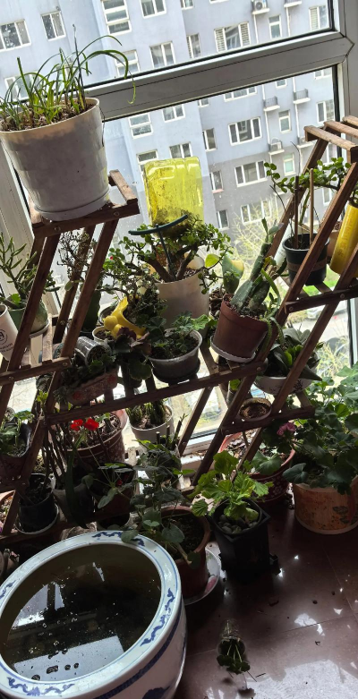 家庭养花用生根粉