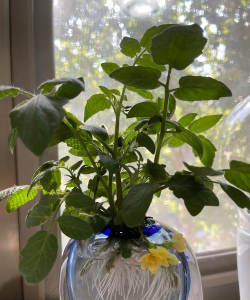 家庭养花用生根粉