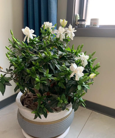 室内养花香好闻