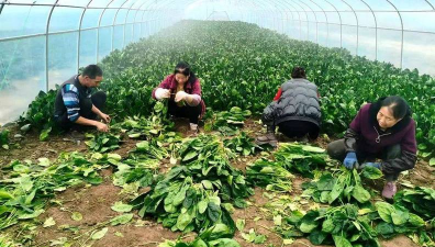 甘蓝菠菜萝卜菠菜收获