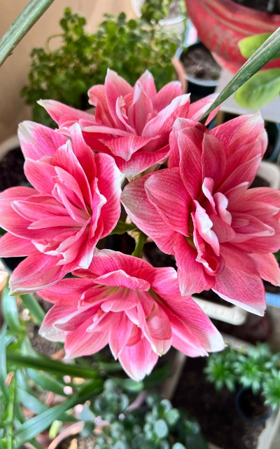 别墅园林绿化设计，打造私密空间，提升居住品质