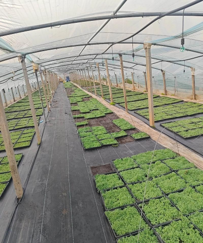 家庭养花用生根粉