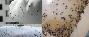 兰草花怎么养，掌握关键技巧，轻松培育美丽花朵