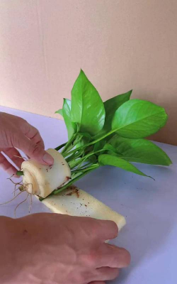 兰草花怎么养，掌握关键技巧，轻松培育美丽花朵