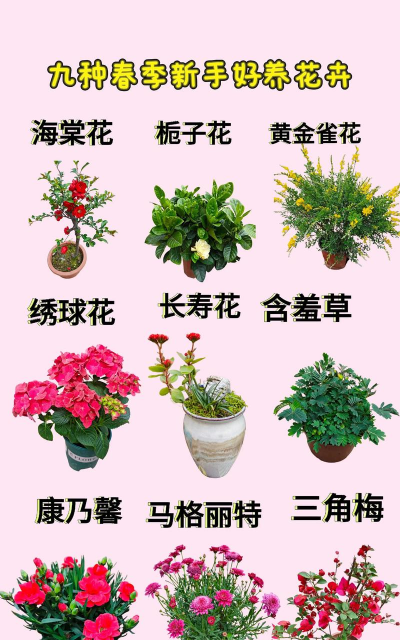 绯花玉怎么养，掌握关键技巧，轻松养出好状态