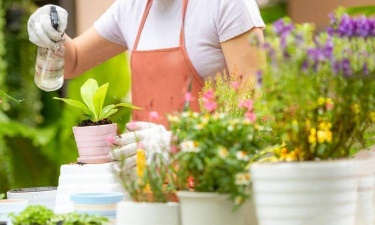 兰草花怎么养，掌握关键技巧，轻松培育美丽花朵