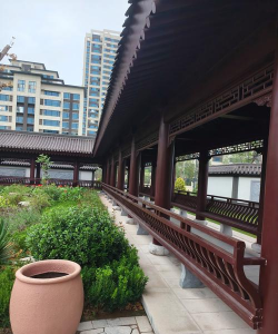 兰草花怎么养，掌握关键技巧，轻松培育美丽花朵