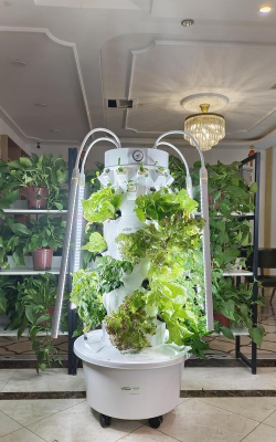 兰草花怎么养，掌握关键技巧，轻松培育美丽花朵