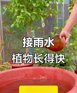 兰草花怎么养，掌握关键技巧，轻松培育美丽花朵