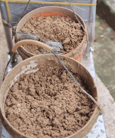 兰草花怎么养，掌握关键技巧，轻松培育美丽花朵