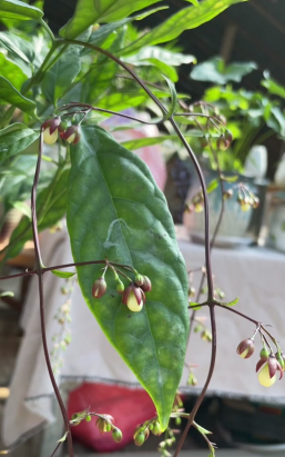 兰草花怎么养，掌握关键技巧，轻松培育美丽花朵