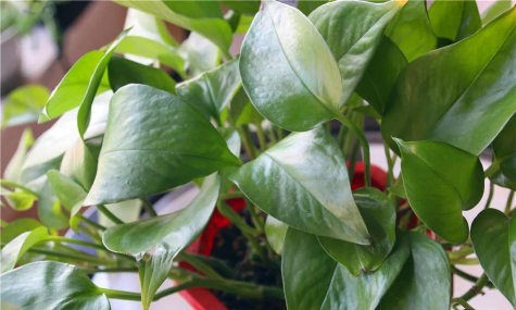 芍药花怎么养，掌握关键要点，花开更鲜艳