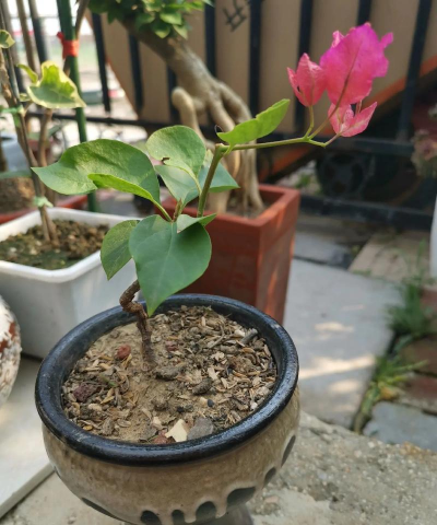 芍药花怎么养，掌握关键要点，花开更鲜艳