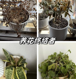 芍药花怎么养，掌握关键要点，花开更鲜艳