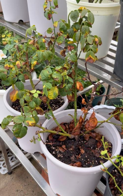 芍药花怎么养，掌握关键要点，花开更鲜艳