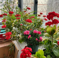 柿树虫病防治，识别常见虫害，掌握有效方法