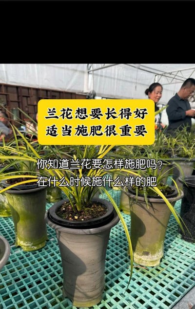 柿树虫病防治，识别常见虫害，掌握有效方法