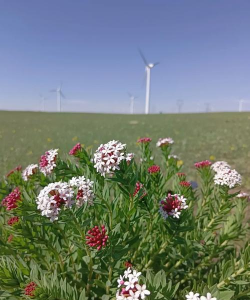 芍药花怎么养，掌握关键要点，花开更鲜艳