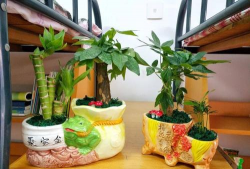 芍药花怎么养，掌握关键要点，花开更鲜艳