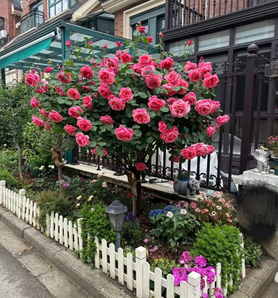 兰草花怎么养，掌握关键技巧，轻松培育美丽花朵