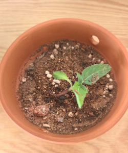 柿树虫病防治，识别常见虫害，掌握有效方法