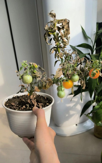 玫瑰花怎么养才不会枯萎，掌握浇水施肥技巧，轻松延长花期