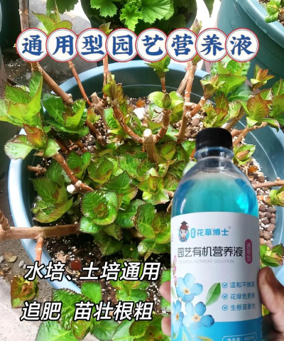 玫瑰花怎么养才不会枯萎，掌握浇水施肥技巧，轻松延长花期