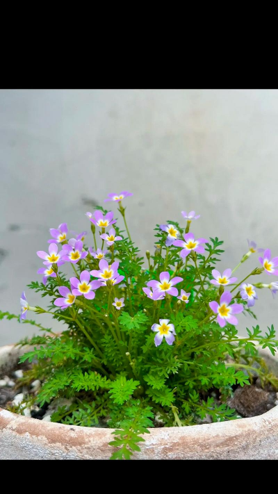 葡萄栽培，掌握关键技术，实现优质丰产