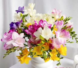 玫瑰花怎么养才不会枯萎，掌握浇水施肥技巧，轻松延长花期