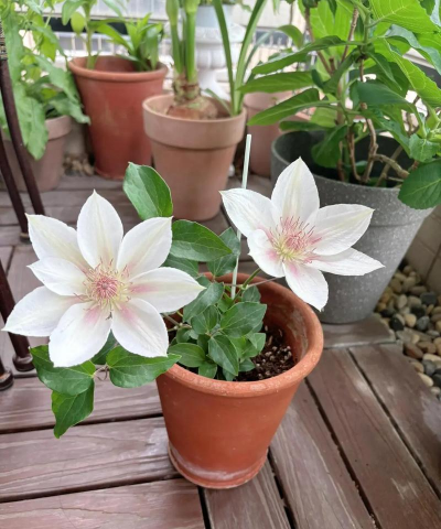 栽培的意思，核心概念，通俗理解