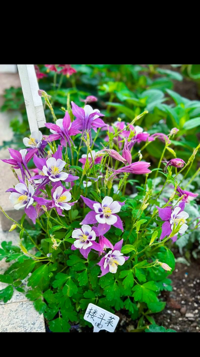 栽培的意思，核心概念，通俗理解