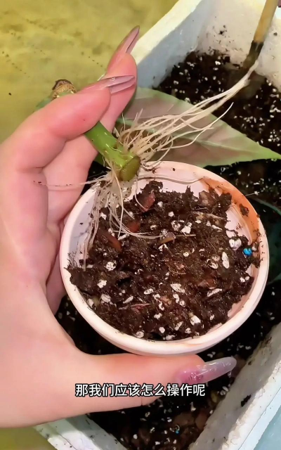 家庭养花用生根粉