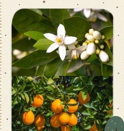 别墅园林绿化设计，打造私密空间，提升居住品质