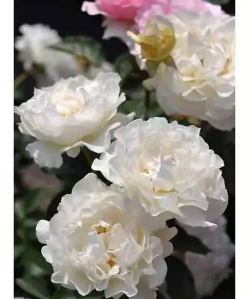 绿化景观设计，提升环境品质，创造宜人空间