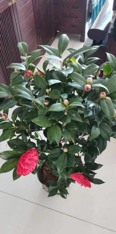 家庭养花用生根粉