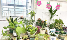 家庭养花用生根粉