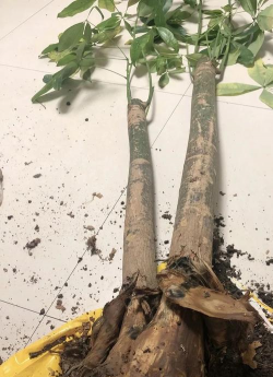 家庭养花用生根粉