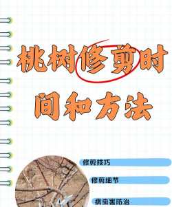 什么时候桃树剪枝