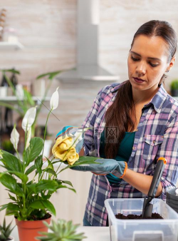 家庭养花用生根粉