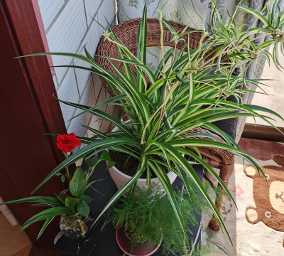 家庭养花用生根粉