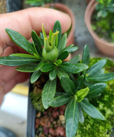 家庭养花用生根粉