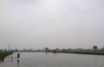 玫瑰花怎么养才不会枯萎，掌握浇水施肥技巧，轻松延长花期