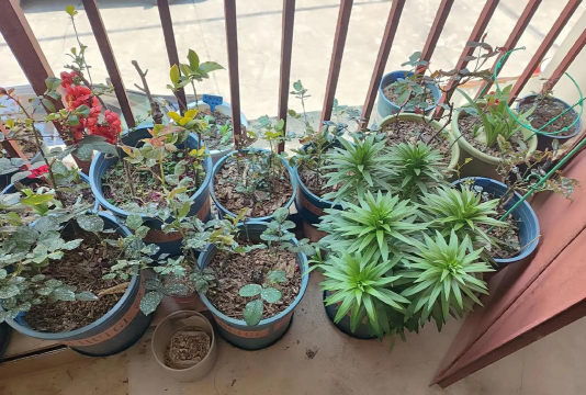 家庭养花用生根粉