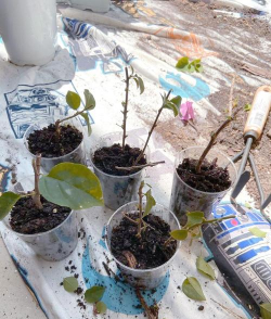 家庭养花用生根粉